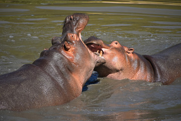 Couple of hippos swim and play in water