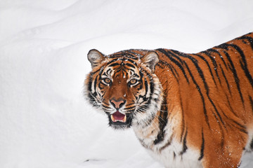 Close up portrait of Siberian tiger in winter snow