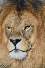 Close up portrait of male African lion