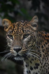 Close up portrait of Persian leopard