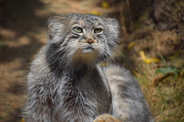 Close up portrait of manul Pallas cat