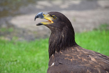 Close up profile portrait of Golden eagle