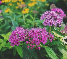Blumen, Blüten, Sommer, Natur