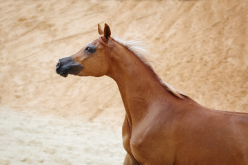Portrait of a chestnut arabian horse on sandy desert background
