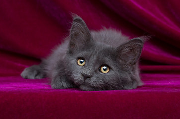 cat maine coon on a velvet background