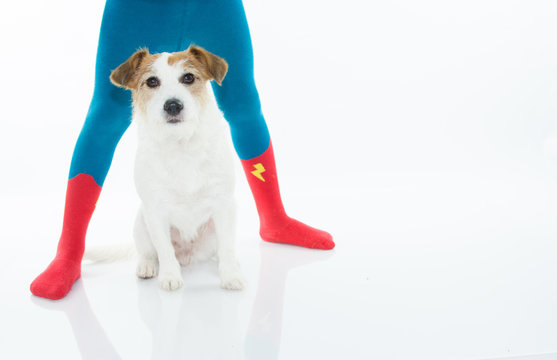JACK RUSSELL DOG SITTING BETWEEN CHILD LEGS WHO IS WEARING HERO SOCKS OR TIGHTS