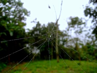 Telaraña con gota de agua