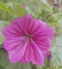 Blumen, Blüten, Sommer, Natur