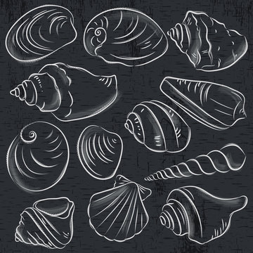 Set of different types of clams and shells on blackboard background, vector illustration.