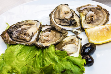 Oysters, green salad and lemon on the  plate