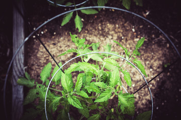 Gardening and planting tomato