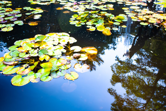 Lillies on the poind in summer