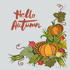 Handwritten lettering Hello Autumn with  pumpkins isolated on background. Lettering for Warm Season card, shop, logo, badge, postcard, poster, banner, web. Vector illustration.