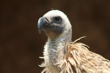 portrait d'un vautour fauve