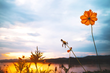 Flower in landscape view in sunset, mountain and river in background
