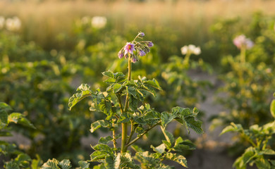 Green field of potato crops in a row. Agriculture. Growing of potato. Organic natural product.