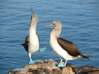 Blue footed boobies, galapagos, ecuador