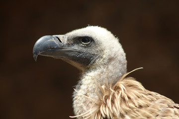 portrait d'un vautour fauve