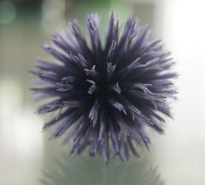 blume, natur, lila, distel, pflanze, sommer, makro, bl&uuml;hen, green, pink, close up, garden, flora, aufbl&uuml;hen, fr&uuml;hling, lauch, isoliert, veilchen, wild, sch&ouml;n, floral, zwiebel