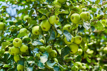 green ripe apples on a branch