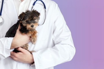 Small cute dog examined at the veterinary