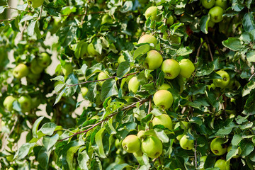 green ripe apples on a branch