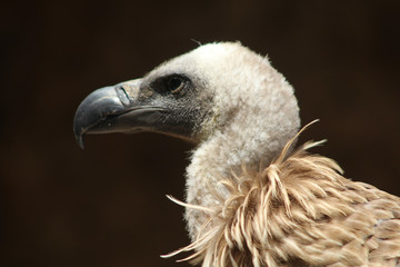 portrait d'un vautour fauve