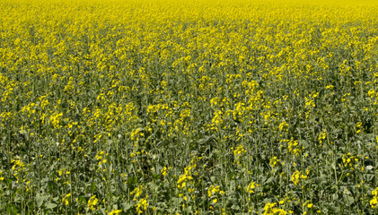 Fototapeta premium Field with growing rapeseed for diesel fuel