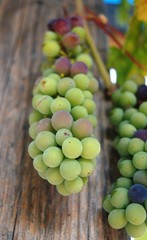 weintrauben,grape, obst, wein, vineyard, ackerbau, bunch, essen, green, rot, reif, herbst, blatt,...