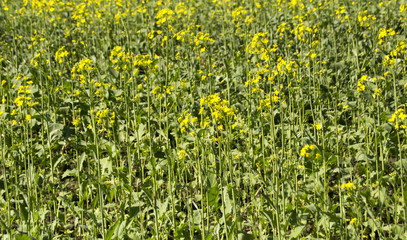 Field with growing rapeseed for diesel fuel