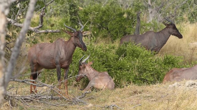 Tsessebe grazing and chewing grass in small male grouping in the African wilderness