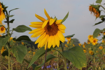 Sonnenblumenfeld im Sommer