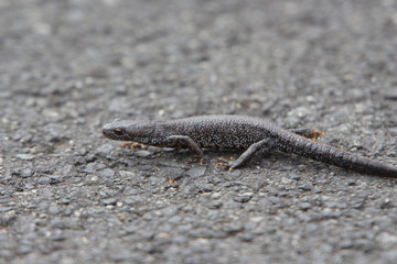 Molch auf dem Asphalt