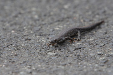 Molch läuft über den Asphalt einer Straße