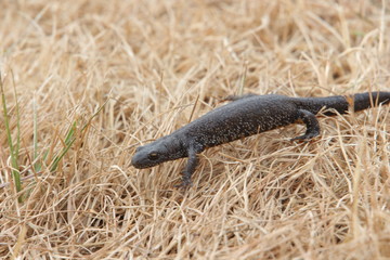 Molch auf trockenem Gras