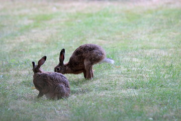 Zwei Feldhasen auf einer Wiese