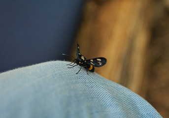 Black butterfly standing on leg dressed in jeans