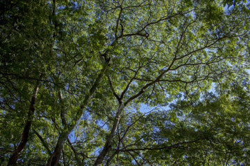 CEILING7