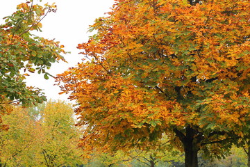otoño