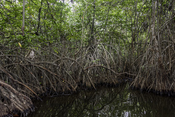 Mangrove