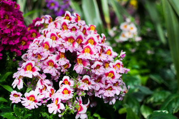 Pink plant in botanical garden