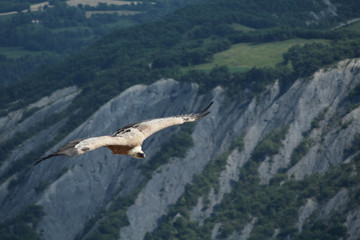 vautour fauve en vol