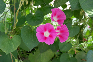 Ipomoe or twisted panchychi, curly garden flowers with large leaves. A bush of pink convolvulus flowers.