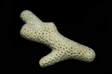 coral branch on a black background
