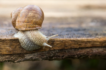 snail on the board 