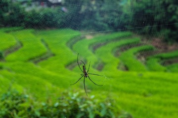 Spider and Rice terrace