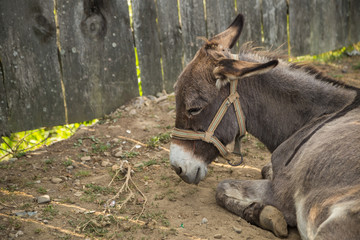 Fototapeta premium Donkey mumble over beasts 