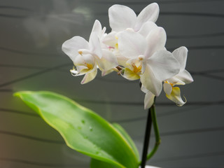 Naklejka na ściany i meble Beautiful White Orchid