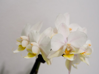 Beautiful White Orchid