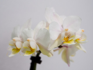 Beautiful White Orchid